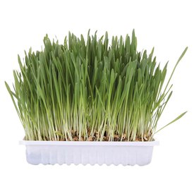 Trixie Cat Grass Barley Seed Bowl