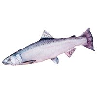 gaby-the-chinook-salmon-medium