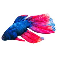 gaby-the-siamese-fighting-fish