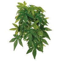 trixie-abutilon-seiden-hangepflanze-o20x30-cm